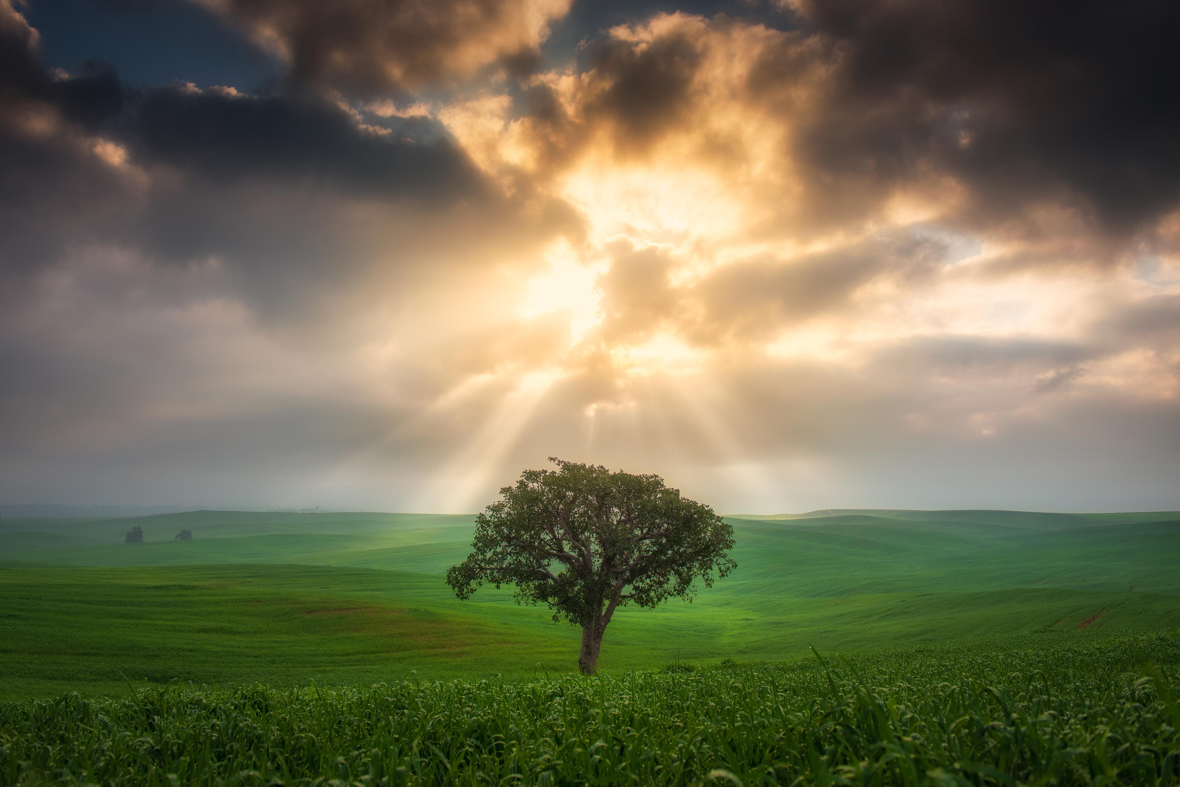 A photograph of a tree with sun rays