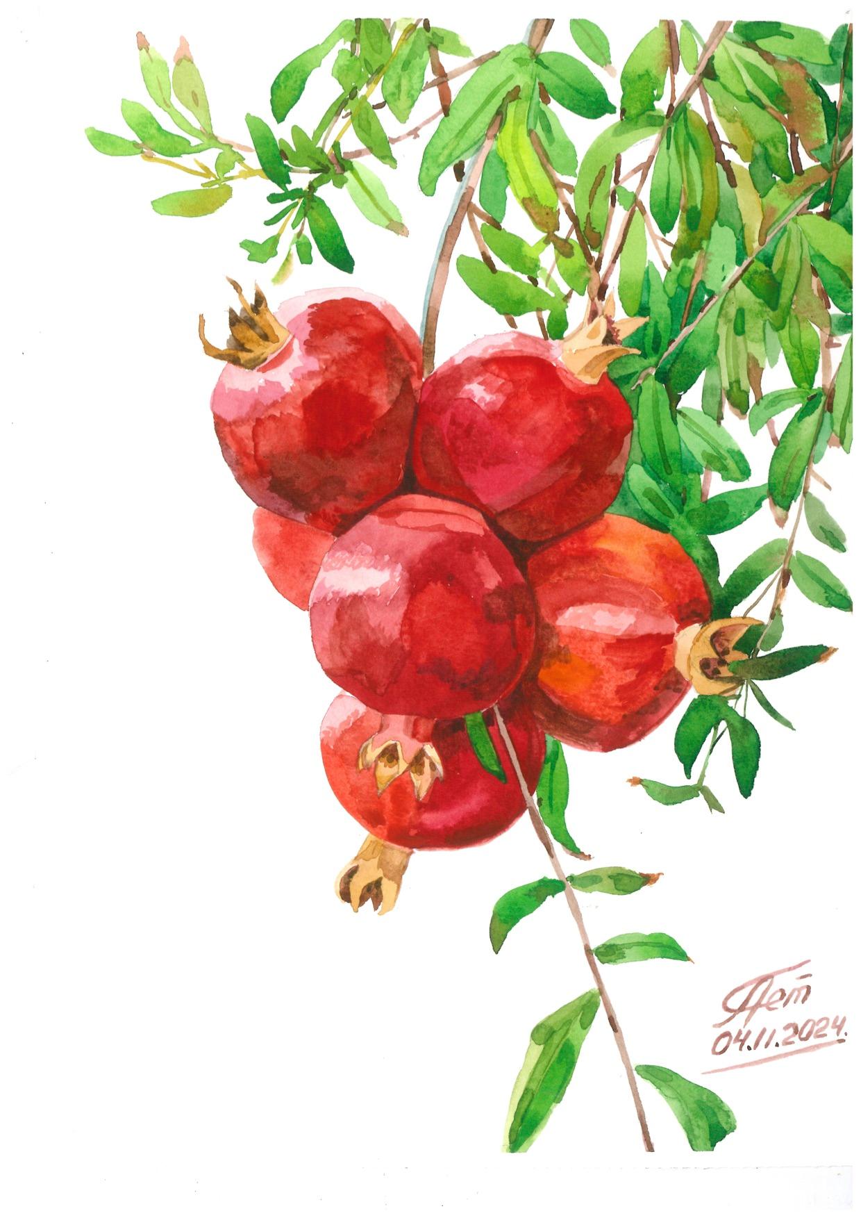 A watercolour painting of a pomegranate