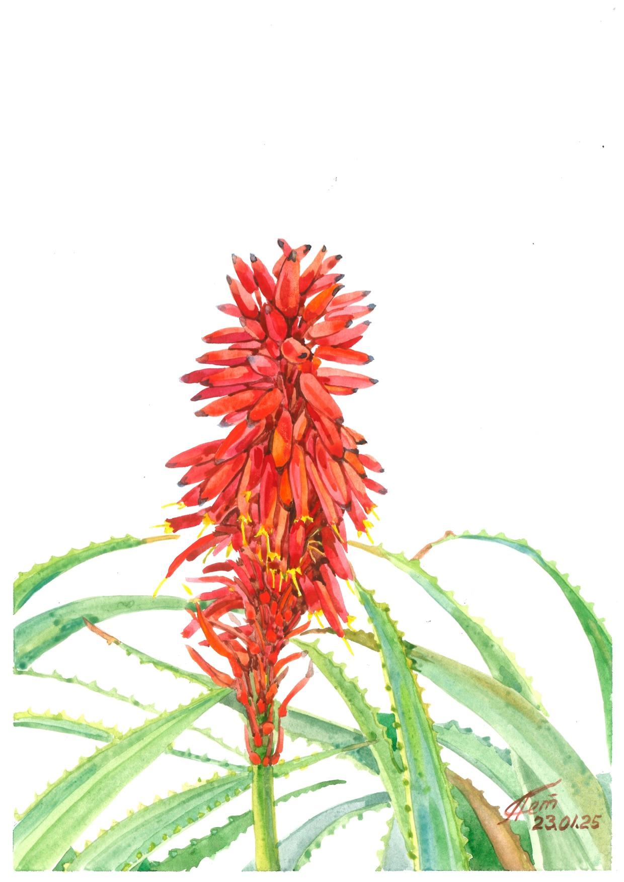 A watercolour painting of an aloe plant