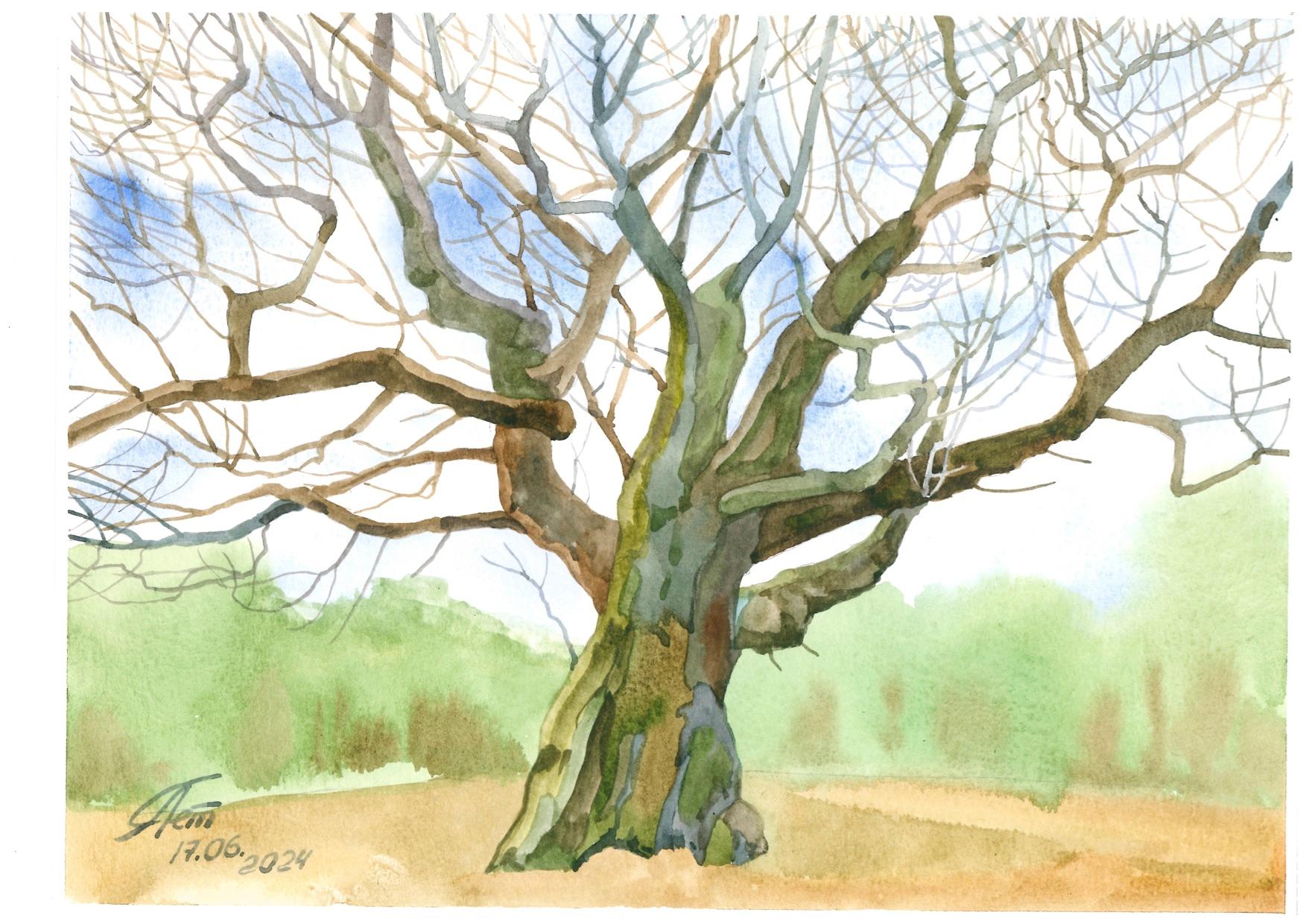 A watercolour painting of an oak tree